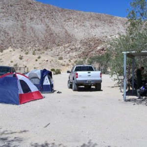 Ocotillo