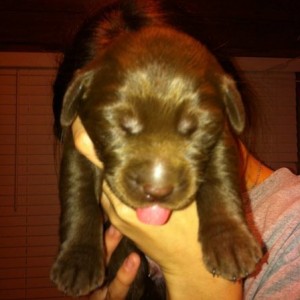 tubby puppy