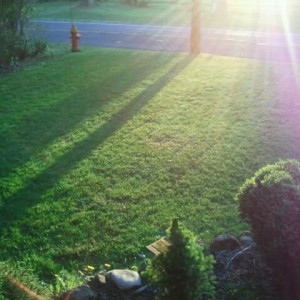 My front yard