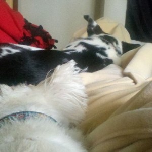 Lazy asses