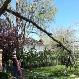 Extreme limb removal at my Brothers