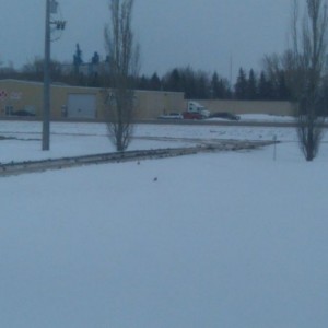 What's up with all the birds lol