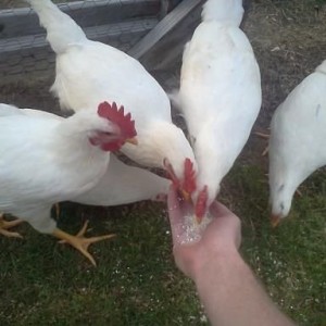 our new chickens will eat out of my hand. which is rare and pretty cool to 