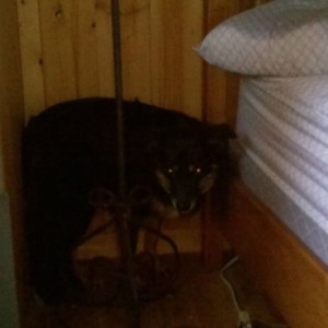 My dog is acting suuuuuper weird