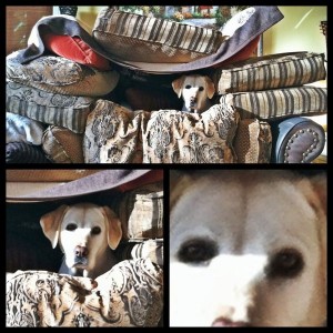 Baylee in DOGFORT