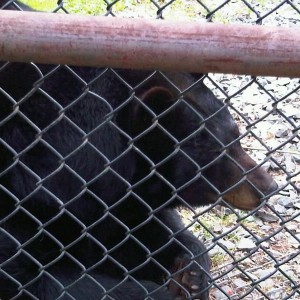 Massive bear
