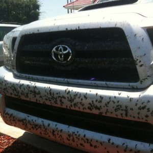 I hate lovebugs