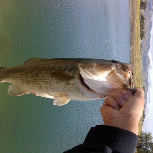 caught this with a slip bobber and power bait