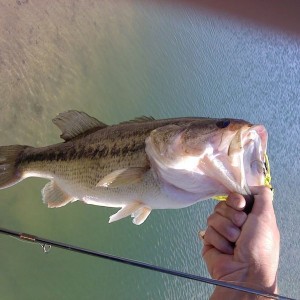 bass number 3