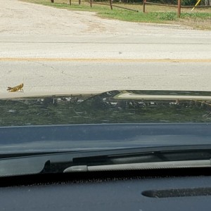 This guy stayed on my hood for about 10 miles. Up to 55mph.