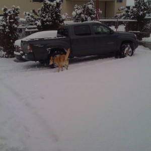 Truck and Dog in the snow...