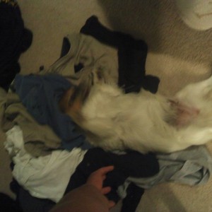my dog is a nut...