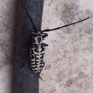 I found this guy in my backyard this morning.