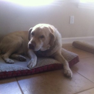 My dog rocco! Testing TW live