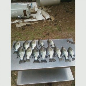 Good day crappie fishing!