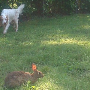 old ass.....rabbits ante even scared....lol