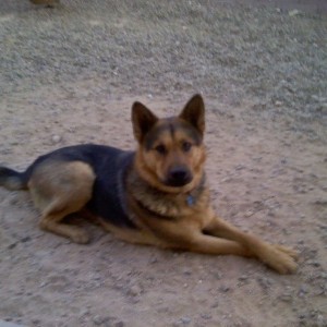 dog is posing.