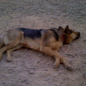 and now he is asleep.