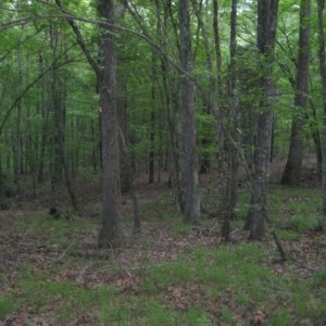 TN Land