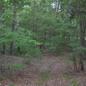 TN Land