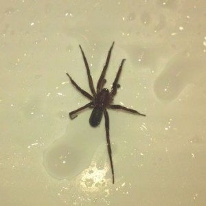 Anyone know what type this is?! It was huge and INSIDE MY PANTLEG! i took o