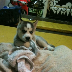 My fiends new Husky pup