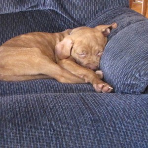 Sampson_on_yur_couch