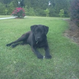 my lab, Goose. stolen saturday night, thrown out sunday morning, and found 