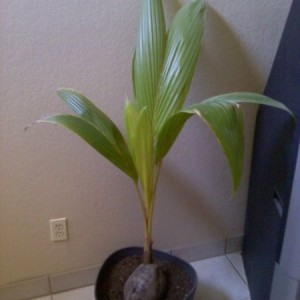 Coconut plant FTW!!