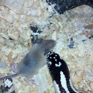 My snake was completely taunting her food. Whispering sweet nothinsi