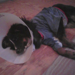 Poor vinny cut open his side on a trailer fender and got like 10 stitches. 
