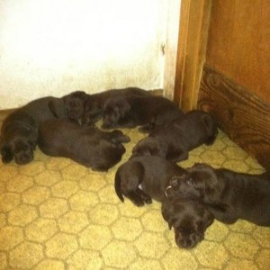 Puppies