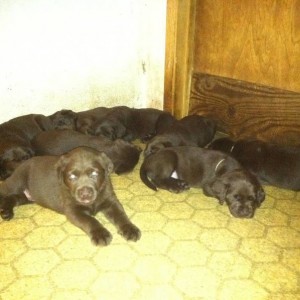 Puppies