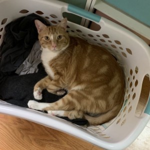 Laundry Cat [Image]