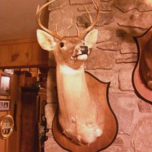 F'd up deer mount. Looks like the deer is sayin 'WTF you lookin a