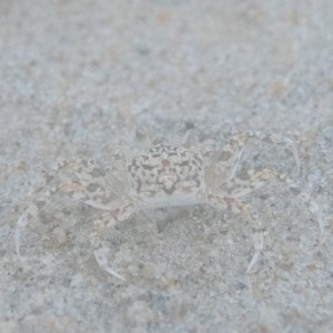 Ghost Crab