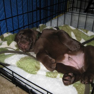 Puppy3