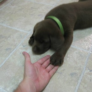 Puppy11