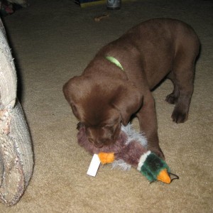 Puppy4