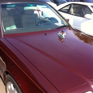 Saw this at work. Yes there are holes drilled in the hood to bolt it on.