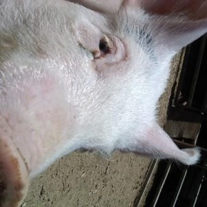 everyone think of a name for her! its a pig