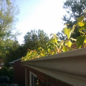 where the hell are all these skeeters coming from....