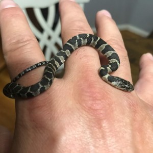 Anyone know exactly what kind of snake this is? From my research I feel like it's a western fox snake, but I'm not 100% sure