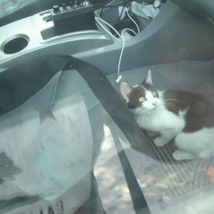 Found a cat in my truck.....it's a pussy magnet.