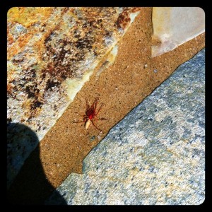 Some scary ass spider