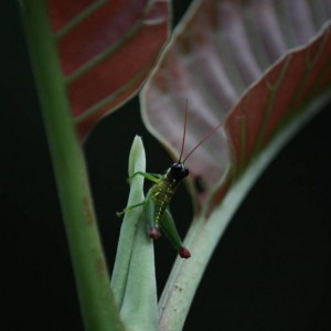Amazon Rainforest greasshopper