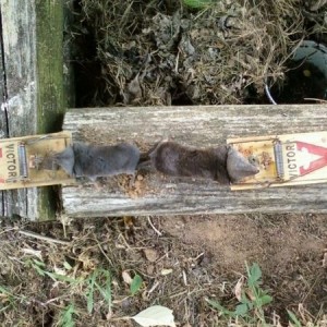 Two voles