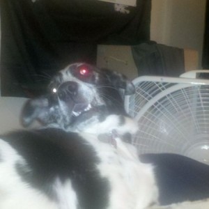 Derp derp!