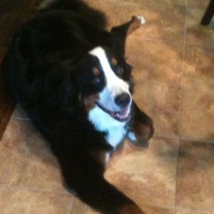 Ranger just got hit by a Mini Cooper. What a trooper he is fine :)