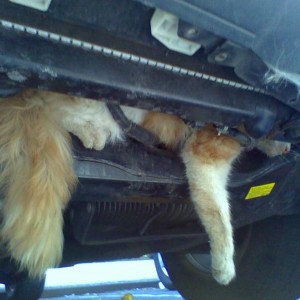 CatStuck